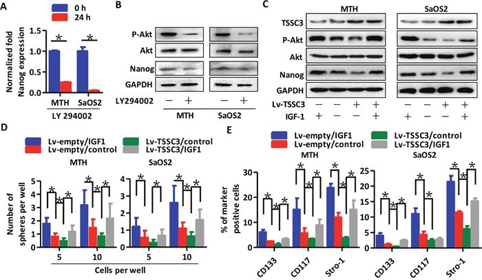 TSSC3 inhibits Nanog expression through the Akt pathway.