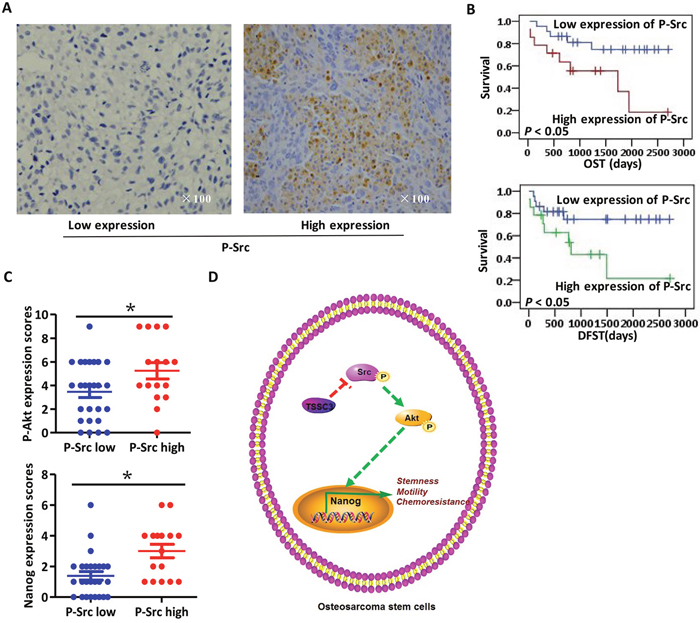 Clinical analysis of IHC staining of osteosarcoma samples.