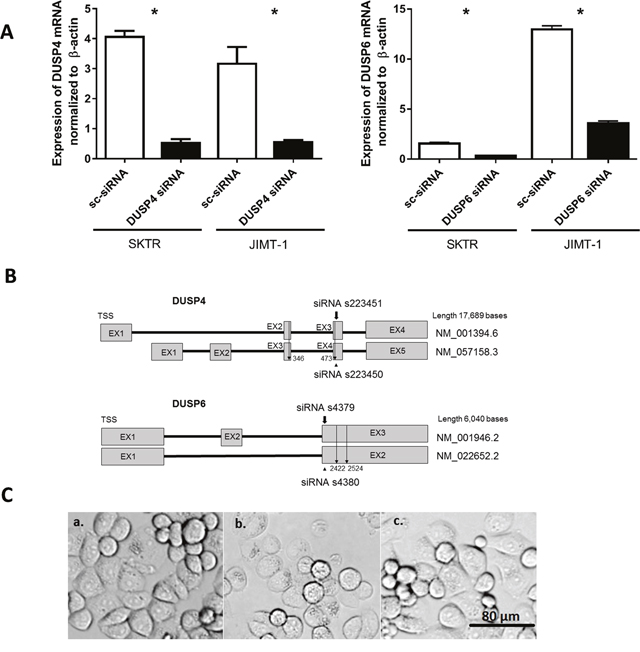 Silencing efficacy after siRNA treatment.