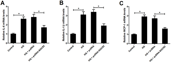 Effect of SOCS2 overexpression on the expression of IL-6, IL-1&#x03B2; and MCP-1 in HG-stimulated podocytes.