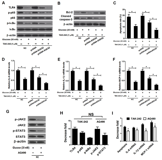 Effects of TAK-242 and AG490 on apoptosis and inflammatory cytokines expressions in HG-stimulated podocytes transfected with pcDNA-SOCS2.