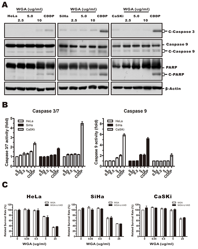 WGA-induced cytoplasmic vacuolation and cell death was not associated with caspase-dependent apoptosis.