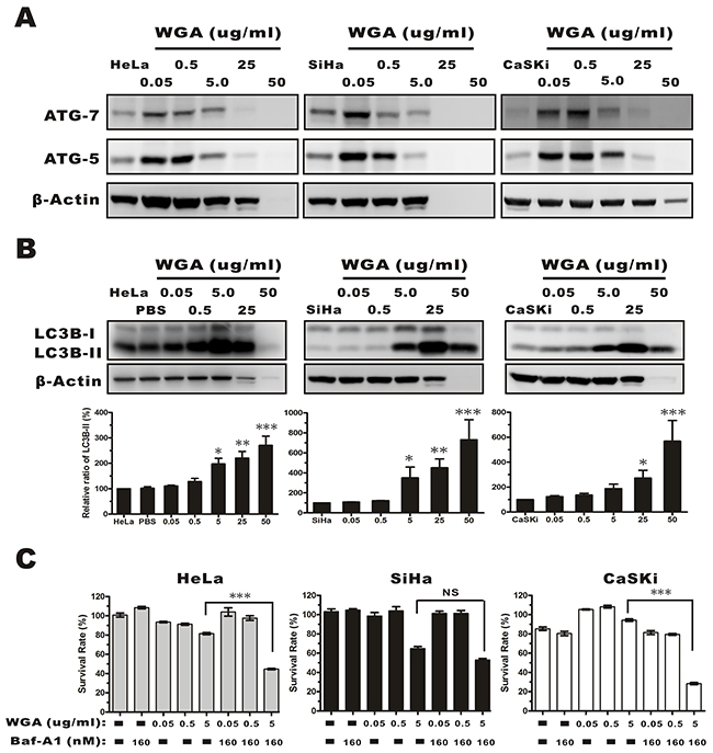 Evaluation of autophagy by monitoring ATG-5, -7, and the conversion LC3B-I to LC3B-II in whole protein extracts from HeLa, SiHa, and CaSKi cells treated with WGA at the indicated concentrations.