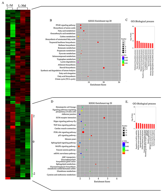 Mammary gland gene expression profile at L-5 d and L-30 d with differentially enriched canonical functions related to lactation process at L-30 d.