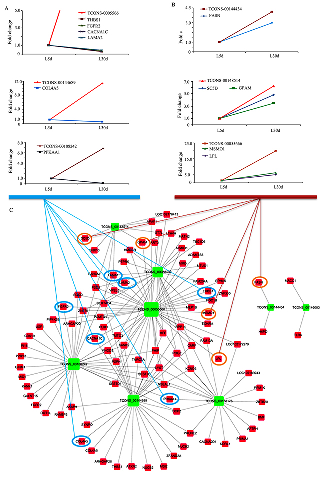 ceRNA (lncRNA-mRNA) interactions and the expression correlation of lncRNA and mRNA.