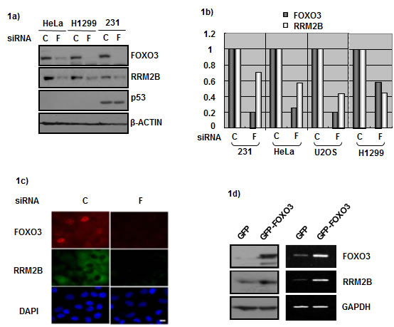 FOXO3 and RRM2B expression correlate in cancer cells.
