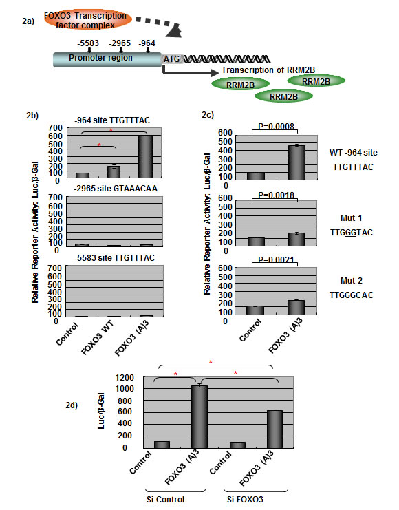 FOXO3 activates RRM2B transcriptional activity.
