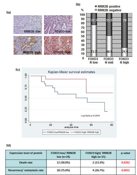 Coexpression of FOXO3 and RRM2B correlates with better disease survival in lung cancer patients.