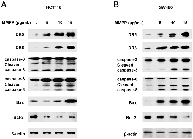 Effect of MMPP on apoptosis regulatory proteins in colon cancer cells.