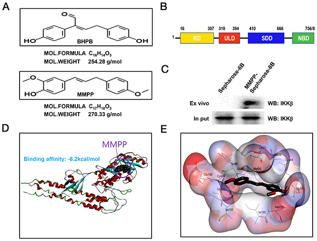 Structure of MMPP, and molecular binding between MMPP and IKK&#x03B2;.