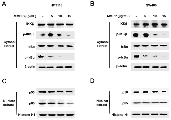 Effect of MMPP on IKK&#x03B2;-dependent NF-&#x03BA;B activation.