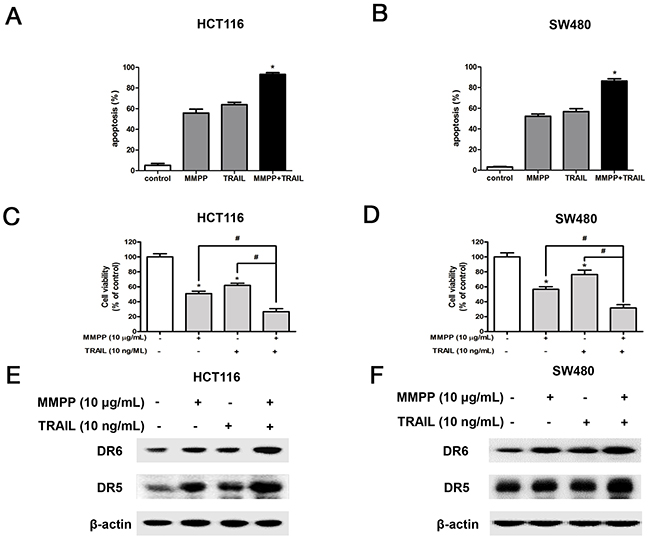 Effect of co-treatment with TRAIL and MMPP on apoptosis, cell growth and expression of DRs.