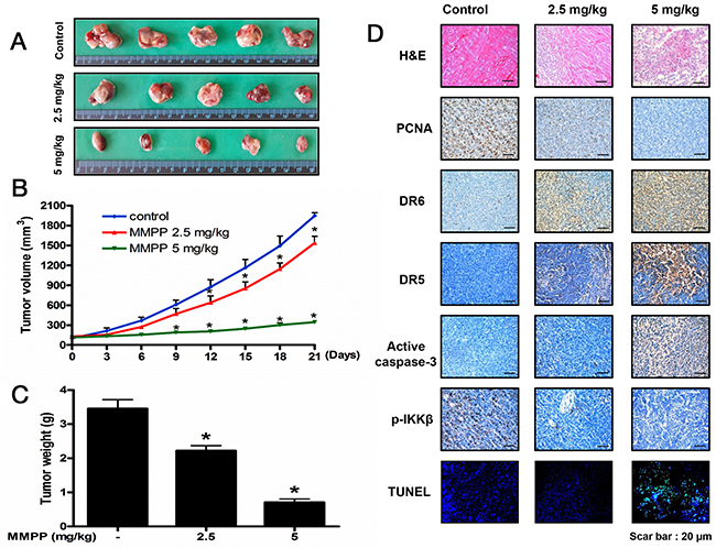 Anti-tumor activity of MMPP in colon cancer xenograft mice model.