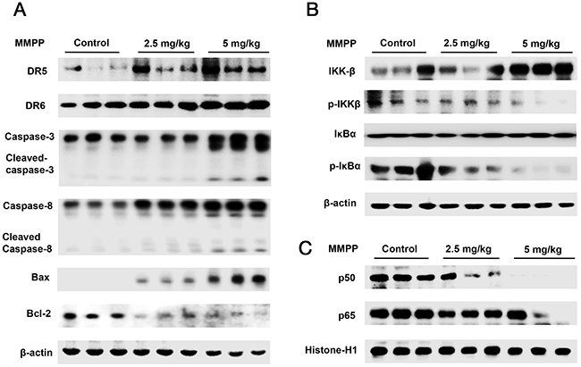 Effect of MMPP on the expression of apoptosis regulatory proteins, NF-&#x03BA;B associated and subunit proteins.