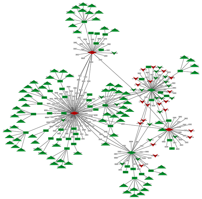 CeRNA network combined with miRNA, circRNA, lncRNA, and mRNA.