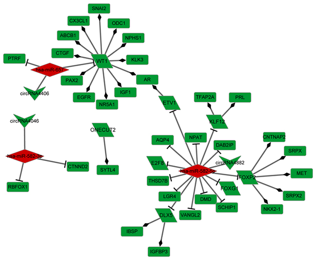 Transcriptional factor regulatory network.