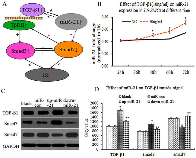 Overexpression of miR-21 enhanced TGF-&beta;1/smad3 and decreased smad7 expression in L6-SMCs.