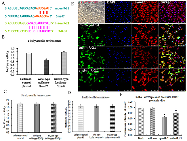 Smad7, but not TGF-&beta;1/Smad3, was a validated miR-21 target in skeletal muscle cells.