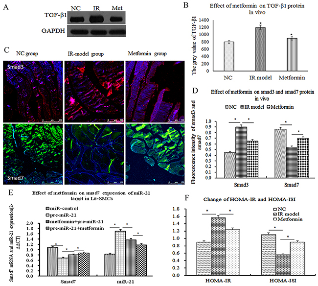 Metformin ameliorated insulin resistance by upregulating smad7 expression of miR-21 target.