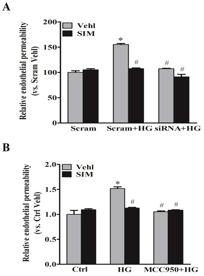 Simvastatin inhibited high glucose-induced endothelial hyperpermeability.