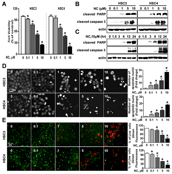 Effect of nitidine chloride (NC) on cell viability and apoptosis in human oral cancer cell lines.