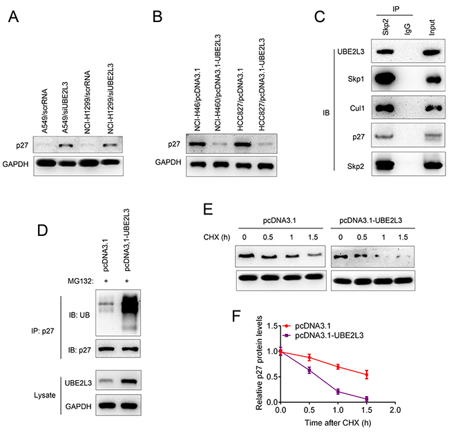 UBE2L3 interacted with SCF (Skp2) complex and promoted p27kip1 ubiquitination and proteasomal degradation.