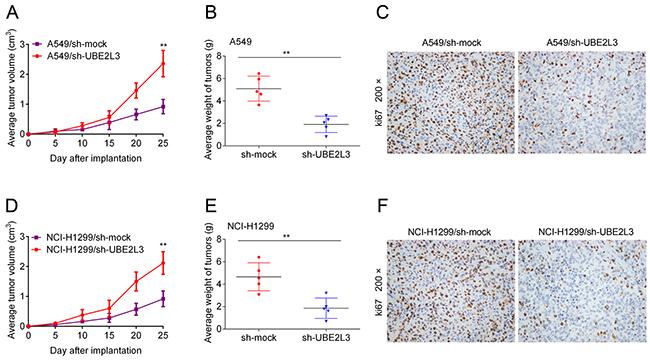 UBE2L3 contributes to NSCLC progression in vivo.
