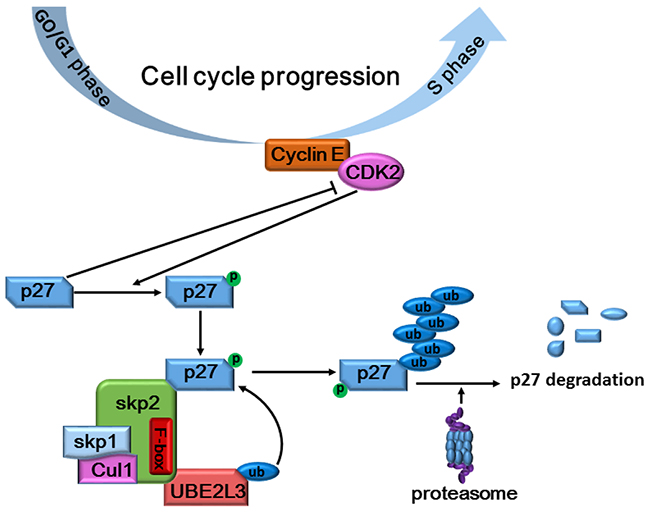 Schematic diagram summarizing how UBE2L3 regulated cell cycle through accelerating SCF (Skp2) mediated p27kip1 degradation.