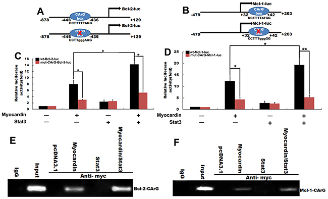 The molecular mechanism of Myocardin and Stat3 ranti-apoptosis marker gene regulation.