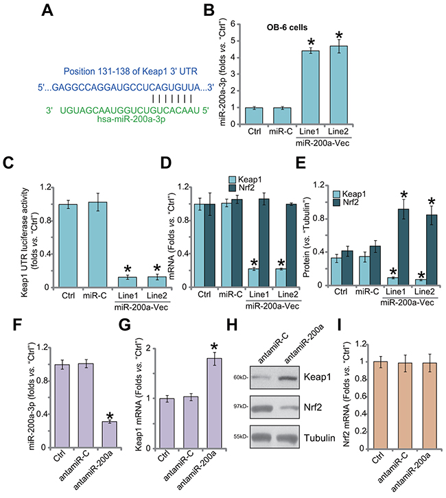 miR-200a expression depletes Keap1 to cause Nrf2 accumulation in human osteoblastic cells.