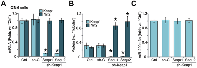 Keap1 shRNA induces Nrf2 stabilization in human osteoblastic cells.