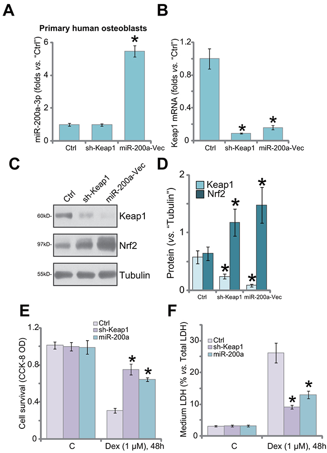 Keap1 silence by shRNA or miR-200a protects primary human osteoblasts from Dex.