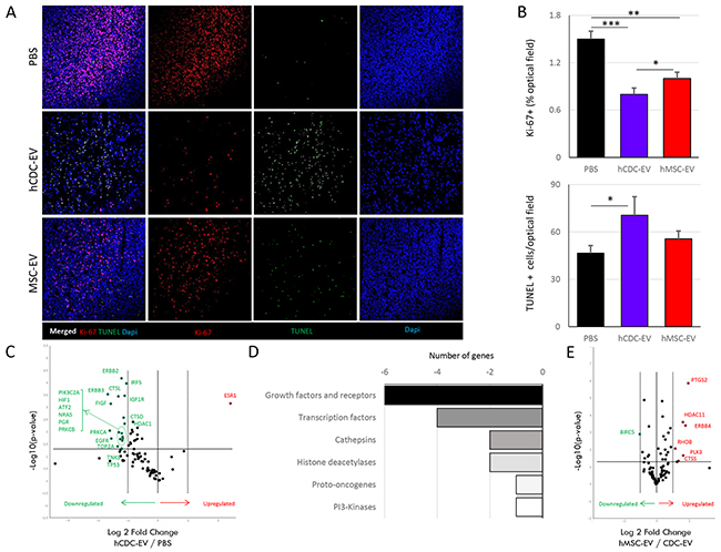 Local effects of the systemically delivered extracellular vesicles (EVs) at the tumor site in mice with fibrosarcoma.