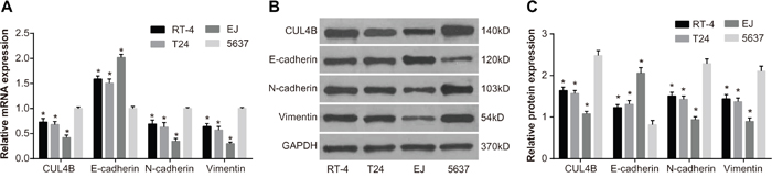 The mRNA and protein expression in BC cell lines EJ, 5637, T24, and RT-4.