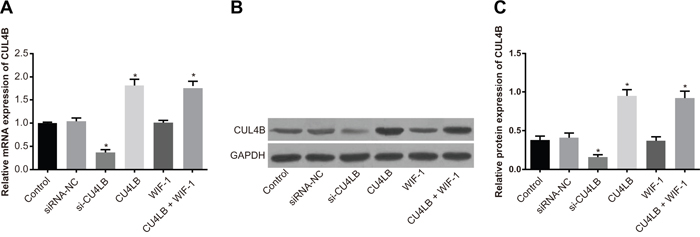 Relative mRNA and protein expression of CUL4B in each group.