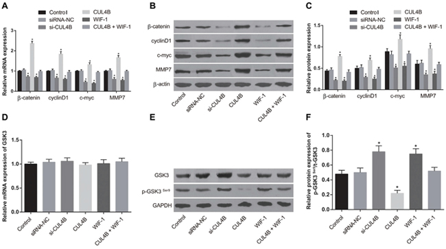 Effect of CUL4B on the Wnt/&#x03B2;-catenin signaling pathway.