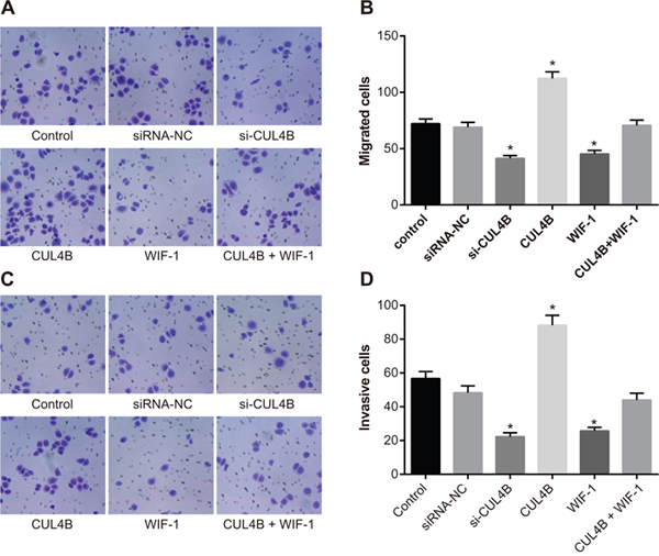 Effect of CUL4B on BC cell migration and invasion.