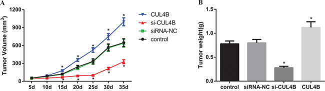 Effect of CUL4B on tumor growth in nude mice in vivo.