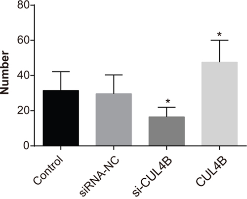 Effect of CUL4B on the number of lung metastases in BC cells in each group.
