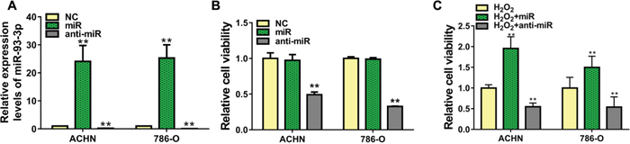 Effect of miR-93-3p on cell viability in vitro.