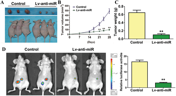 miR-93-3p inhibition suppresses ccRCC tumorigenesis in vivo.