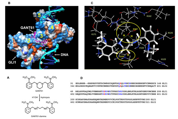 Computational docking of GANT61 to GLI1 using the known crystal structure of the five zinc finger GLI1-DNA complex (PDB ID 2GLI)