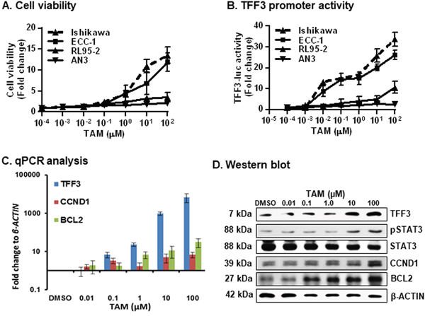 TAM exposure of ER+ EC cells stimulates cell viability, increased promoter activity of TFF3, expression of TFF3/CCND1/BCL2 and STAT3 activity.
