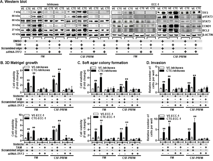 TAM-stimulated oncogenic behaviour of ER+ EC cells is significantly abrogated after depletion of TFF3 expression.