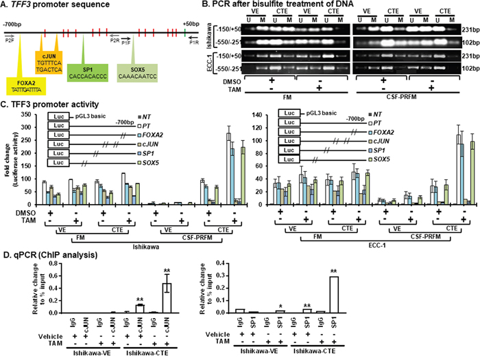 TAM stimulates hypomethylation in the TFF3 promoter and modulates TFF3 transcription through c-JUN/SP1.