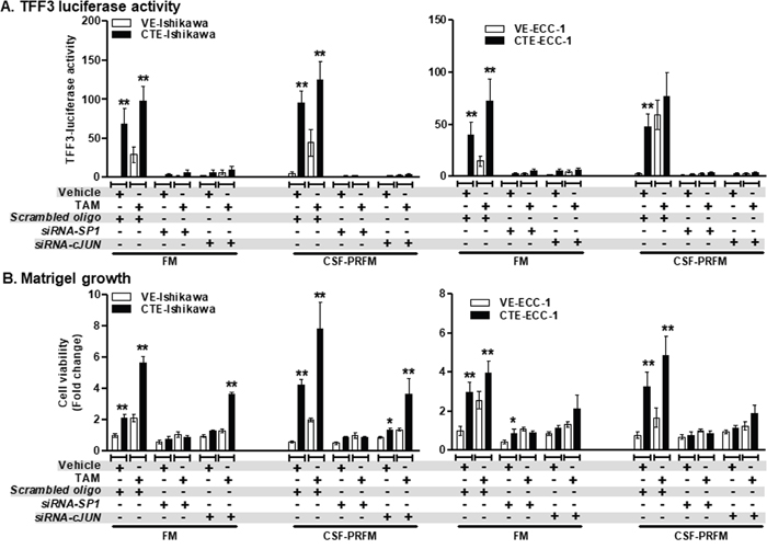 siRNA-mediated depletion of SP1 or c-JUN expression in ER+ EC cells abolished TAM-stimulated promoter activity of TFF3 and growth in Matrigel culture.