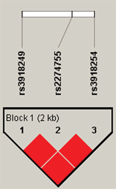 Linkage disequilibrium (LD) plots containing three SNPs from MMP9.