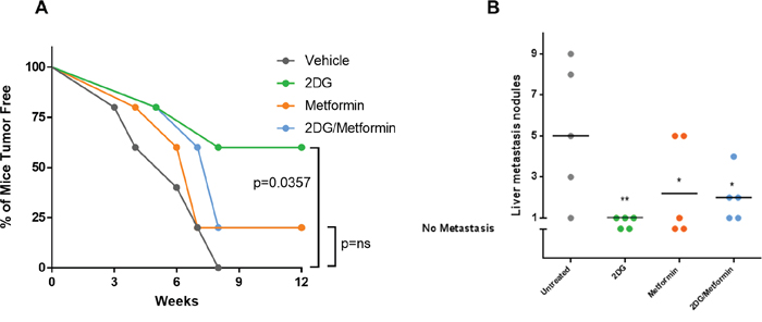 Pre-treatment with 2DG alone or in combination with metformin can delay tumor latency.
