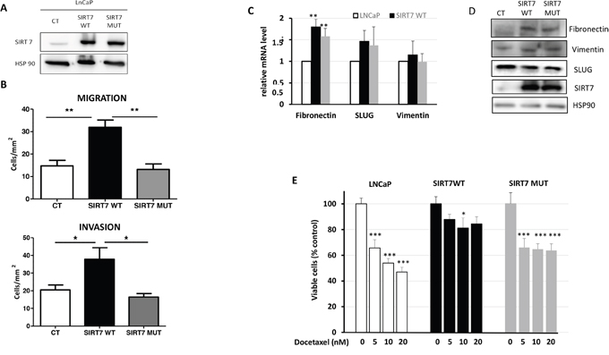 The overexpression of SIRT7 promotes LNCaP aggressiveness and chemoresistance.