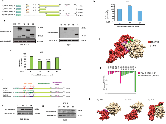 Modeling of Hsp27 with eIF4E and phosphorylation status of Hsp27 reveal that Hsp27 C-terminal domain and phosphorylation are essential for protein binding and loss of this interaction increases cell chemo and hormone-sensitivity.